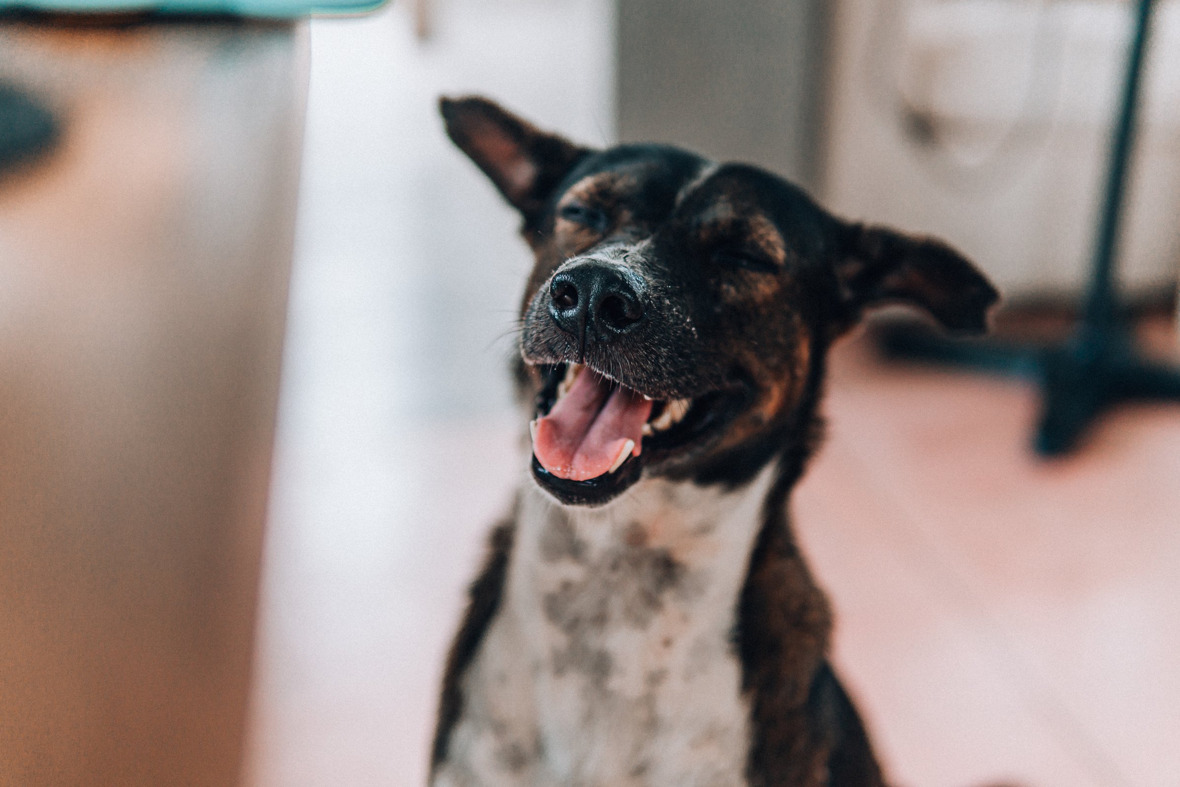 Cute happy dog sitting on floor